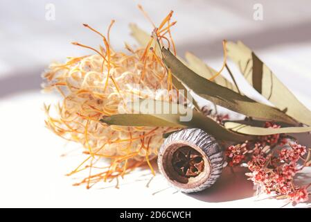 Spring nature background of an Australian dried flower arrangement with and a large silver Eucalyptus caesia gum nut and golden Leucospermum flower an Stock Photo