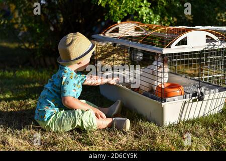 Little Caucasian child boy wearing a hat, watching a pet rabbit in its cage in a garden at sunset. Stock Photo