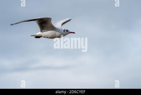 A Black-headed gull in winter plumage, Arnside, Cumbria, UK Stock Photo