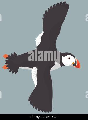 Flying Atlantic puffin. Northern bird in cartoon style. Stock Vector