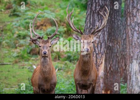 Haltern, NRW, Germany. 16th Oct, 2020. Two young red deer (Cervus elaphus) stags curiously look at the camera. Sika deer, fallow deer and red deer at Granat Nature Reserve all display seasonal rutting behaviour in the October sunshine, competing for the attention of females in their herd. The deer live in a semi-wild setting in grassland and forests. Credit: Imageplotter/Alamy Live News Stock Photo
