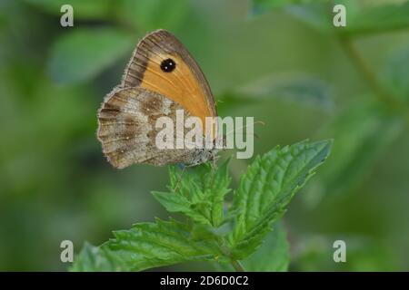 Macro photograph of an isolated Gatekeeper or Hedge brown butterfly (Pyronia tithonus) on lavender flowers with natural background. Stock Photo