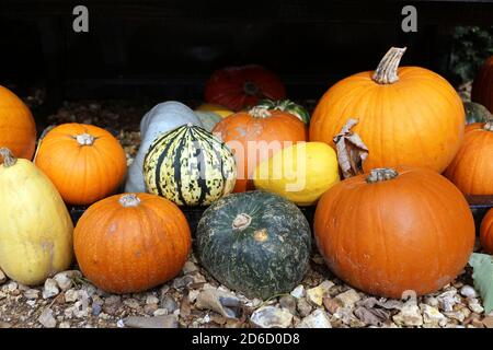 A pile of colourful Pumpkins on the ground Stock Photo