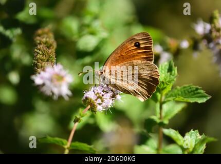 Isolated specimen of brown meadow (Maniola jurtina) on green leaf  and flower on natural background. Stock Photo