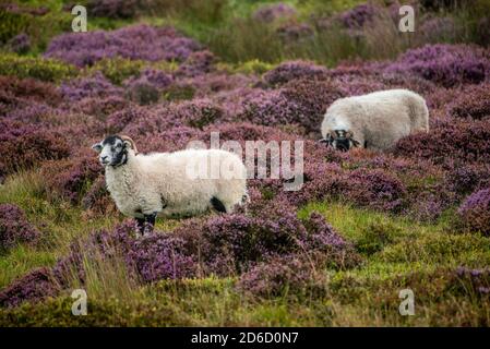 A dull, misty and rainy day bringing out the colours of the heather in flower at Harrisend Fell, near Lancaster, Lancashire. Stock Photo