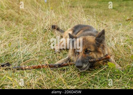 German shepherd dog lies on the grass and gnaws a stick.