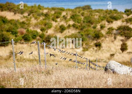 House martins (Delichon urbicum) on a wire fence; Fyns Hoved, Denmark Stock Photo