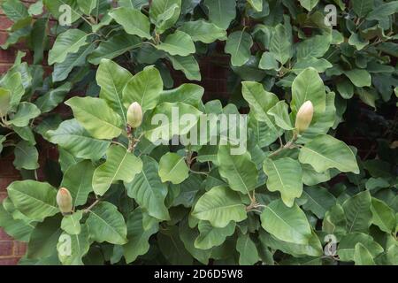 Magnolia delavayi / Delavay's magnolia