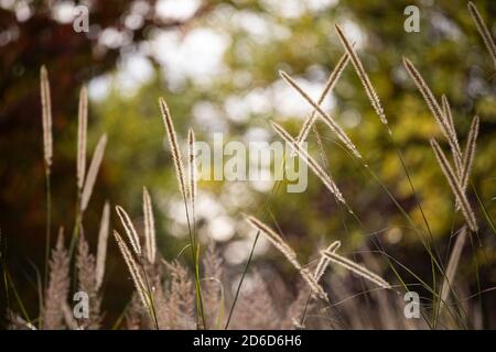 Pennisetum macrourum / African feather grass - flowering grasses held high above foliage Stock Photo