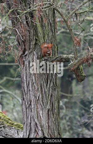 05.04.2019, Berlin, , Germany - Squirrel sitting on a branch. 00S190405D363CAROEX.JPG [MODEL RELEASE: NOT APPLICABLE, PROPERTY RELEASE: NO (c) caro im Stock Photo