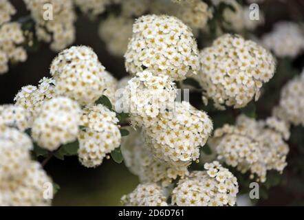 16.05.2020, Berlin, , Germany - Flowers of a snowball. 00S200516D367CAROEX.JPG [MODEL RELEASE: NO, PROPERTY RELEASE: NO (c) caro images / Sorge, http: Stock Photo