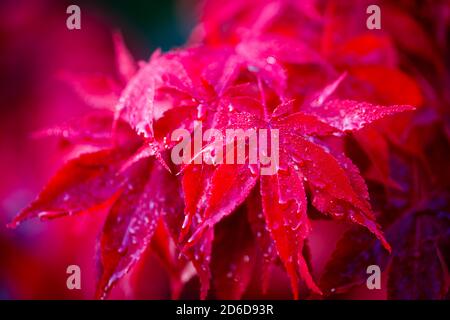 Close-up view of rainwater and dew water droplets on the scarlet red autumn colour leaves of a Japanese Maple (Acer palmatum), Surrey, England