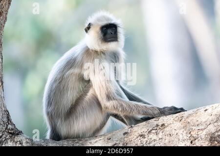 Gray langur (Semnopithecus) adopt almost human-like poses in the wooded habitats of India Stock Photo