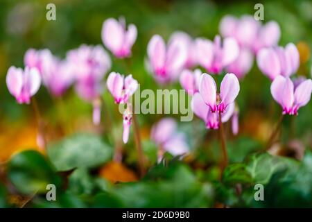 A cluster of delicate pink to purple hardy perennial autumn flowering ivy-leaved cyclamen, cyclamen hererifolium, in flower amongst ivy leaves Stock Photo