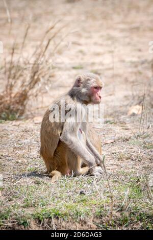Macaque (Macaca) exploring in India Stock Photo - Alamy