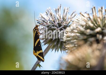The Jersey tiger, a brown and yellow striped, triangle shaped butterfly sitting on violet flower of globe-thistle feeding on nectar. Blue sky. Stock Photo
