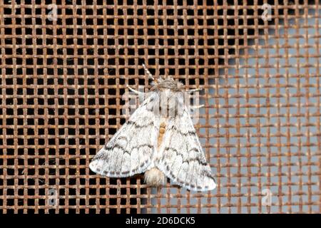 Garden moth perched on an iron mesh of a window Stock Photo