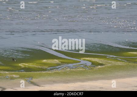 Beach invades green sea-weed Stock Photo