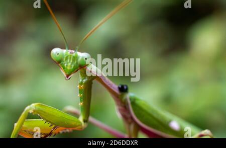 Green praying mantis (mantis religiosa) perches on a garden hedge Stock Photo