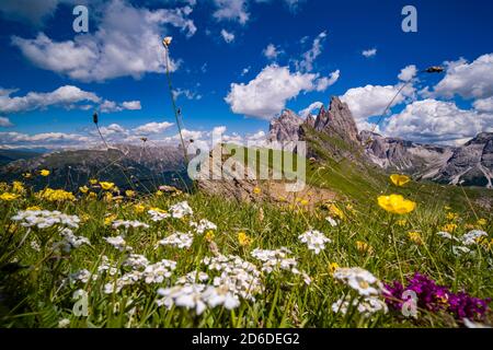 Blooming mountain pastures surrounding the steep, rough cliffs and summits of the mountain formation Seceda, Secèda, part of the Puez-Geisler Nature P Stock Photo