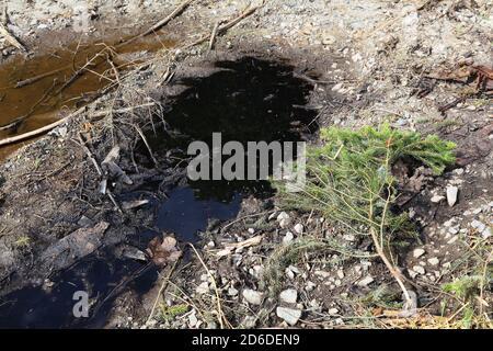 Motor oil spill in the forest - soil pollution. Oil on the ground. Stock Photo