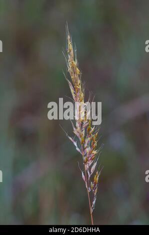 Indiangrass, Sorghastrum nutans Stock Photo