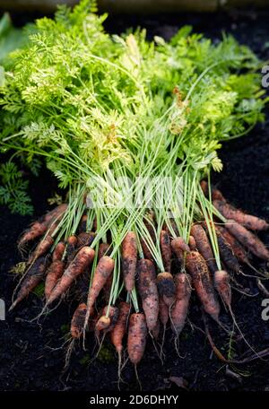 Fresh home grown Carrots Stock Photo