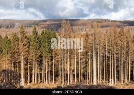 dead forest, Schierke, Harz Mountains, Saxony-Anhalt, Germany Stock Photo