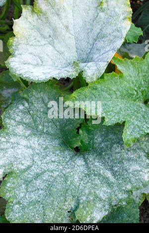 Cucurbita pepo. Powdery mildew, fungal disease causing a white dust-like coating on a courgette plant. UK Stock Photo