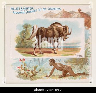 Gnu, from Quadrupeds series (N41) for Allen &amp; Ginter Cigarettes, 1890. Stock Photo