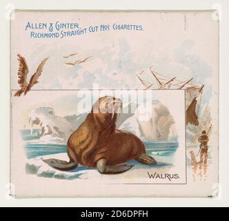 walrus-from-quadrupeds-series-