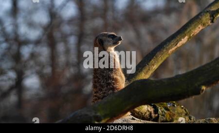 Stuttgart, Baden-Wuerttemberg, Germany - 03/24/2018: Alarmed meerkat (suricata suricatta) attentively observing its surroundings in zoo. Stock Photo