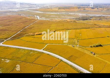 https://l450v.alamy.com/450v/2d6dte0/wensu-16th-oct-2020-aerial-photo-taken-on-oct-16-2020-shows-harvesters-reaping-rice-crop-in-tohula-township-of-wensu-county-aksu-prefecture-northwest-chinas-xinjiang-uygur-autonomous-region-wensu-county-on-the-southern-slopes-of-the-tianshan-mountains-is-a-major-rice-producer-in-xinjiang-the-rice-grown-in-the-countys-nearly-7900-hectares-of-paddies-are-ripe-in-the-autumn-for-busy-harvests-credit-hu-huhuxinhuaalamy-live-news-2d6dte0.jpg