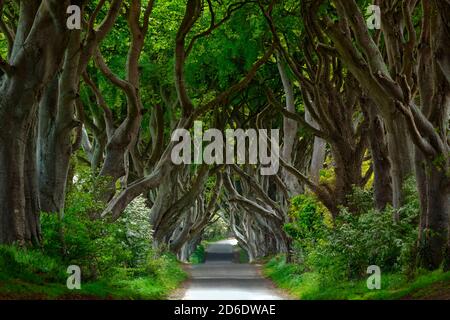 Dark Hedges alley in Ballymoney, Northern Ireland Stock Photo