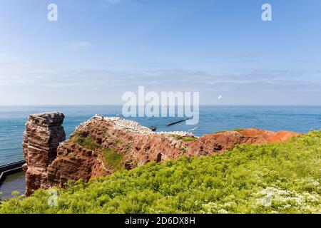 Northern gannet, Morus bassanus, rocks, coast, breeding colony Stock Photo
