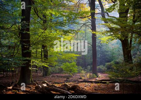 autumnal deciduous forest Stock Photo
