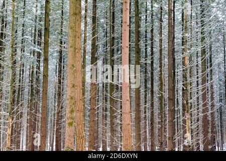 Forest, tree trunks in winter Stock Photo