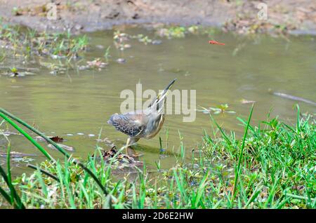 Green-backed Heron (Butorides striata) hunting a dragonfly. Stock Photo