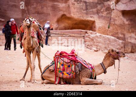 Stunning view of two camels posing in front of the Al Khazneh (The Treasury) in Petra. Al-Khazneh is one of the most elaborate temples in Petra.
