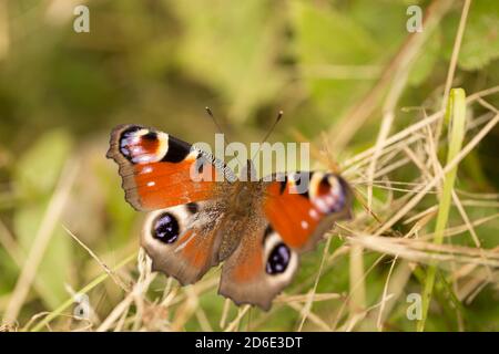 Aglais io, peacock butterfly close-up, natural background Stock Photo