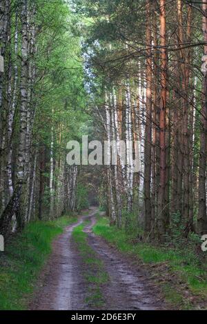 Curvy forest path surrounded by tall green pine trees and  white birches Stock Photo