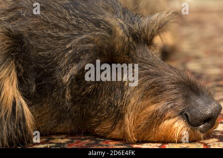 Close-up of sleeping dog, wire-haired dachshund Stock Photo