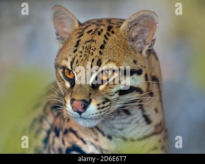 Ocelot Leopardus pardalis Portrait (captive) Stock Photo