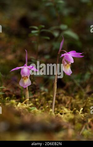 Beautiful and rare Northern flower Calypso orchid, Calypso bulbosa blooming in lush summery taiga forest, Oulanka National Park. Stock Photo