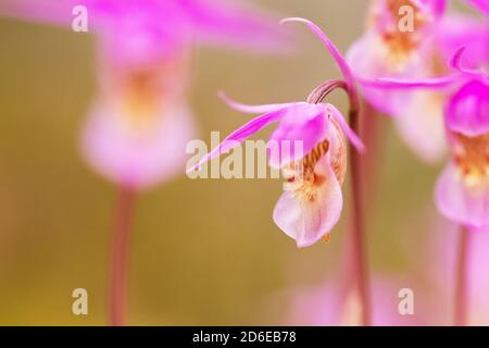 Beautiful and rare Northern flower Calypso orchid, Calypso bulbosa blooming in lush summery taiga forest, Oulanka National Park. Stock Photo