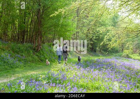 Couple walking dogs through a bluebell wood, Brede High Woods, East Sussex, UK walk Stock Photo