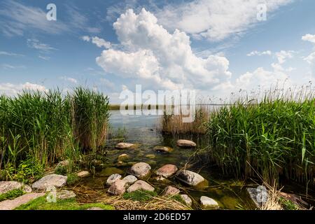 Europe, Poland, Voivodeship Warmian-Masurian, The Land of the Great Masurian Lakes - Sniardwy / Spirdingsee - Popielno Stock Photo