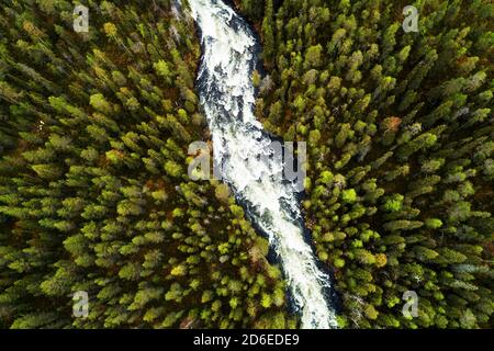 An aerial view of river rapids through lush and green Finnish taiga forest during summer in Northern Europe. Stock Photo
