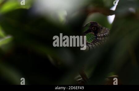 Valencia, Carabobo, Venezuela. 16th Oct, 2020. Caption:October 16, 2020.A green iguana, better known as the common iguana, which belongs to the iguanidae family, rests among the branches of a bush. In Valencia, Carabobo, Venezuela - Photo: Juan Carlos Hernandez Credit: Juan Carlos Hernandez/ZUMA Wire/Alamy Live News Stock Photo