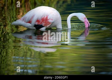 Greater flamingo (Phoenicopterus ruber roseus) in the water, captive Stock Photo